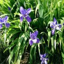我が家の花 開花ダッシュ～！！！