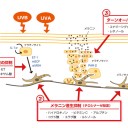 シミとクリームチーク、トレンドと加齢(老化)