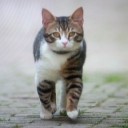 ネコ界の