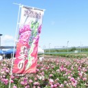 お花畑