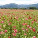 お花畑