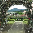 バラを見に