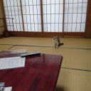 猫宿１日目