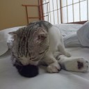 猫宿２日目