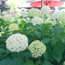ハートの紫陽花