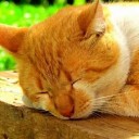 せいしんがおかしいなら・・・