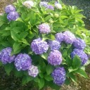梅雨に似合う紫陽花！