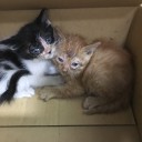 子猫ちゃん救出