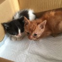 子猫ちゃん救出