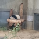 パンダ