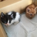 子猫里親探し