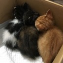 犬と猫のおかあさん