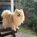 ポメ子サマーカット