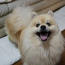 ポメ子サマーカット