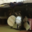 母、死にかける