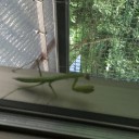 うそ！カマキリが！！