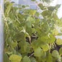 【今夏はみんなで家庭菜園だな！】／ニンジン・キュウリ【６割高】／いくら食えなくなっても／これで少しは腹持ちするだろう。　（中OTL）