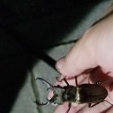 えんだるラストサン