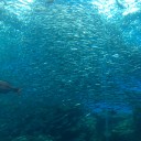 うみの杜水族館