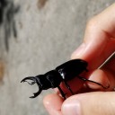 三年計画　ヒメオオクワガタ