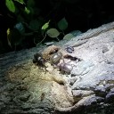 三年計画　ヒメオオクワガタ