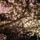 エアロキング争奪戦＆夜桜を眺めながら