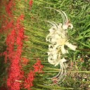 白い曼殊沙華
