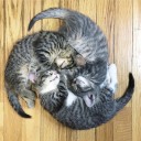 【 街に猫が増えて 】平和が戻った。　（終）