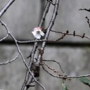 季節外れの桜、全国で　台風２４号の影響？　報告相次ぐ