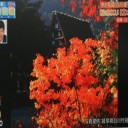 白川郷の紅葉！
