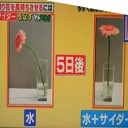切り花を４倍に長持ち方法とは・・・