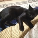 猫旅館なう