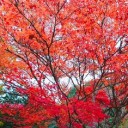 御船山楽園