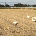 冬タイヤ
