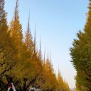 銀杏並木