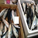 大声で売る魚屋さんと静かに売る肉屋さんとは何故！違う？！