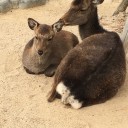 12/1 宮島さん