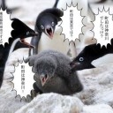 【 札幌 ０．０ ６６ μ 】（－２℃）。　（夜間作業開始～予定終了！）