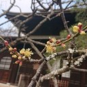 鎌倉散歩