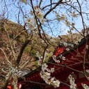 鎌倉散歩