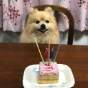 ポメ子10歳