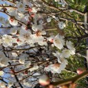 せたがや梅まつり