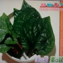 関市特産品のつるむらさき