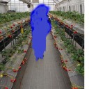いちご狩り