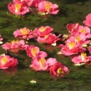 動植物の写真
