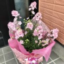 さくらひめのご褒美