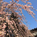 あるじなしとて