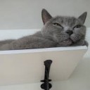 このねこはたかい・・・