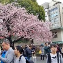 　咲いてる