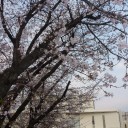 春が来た